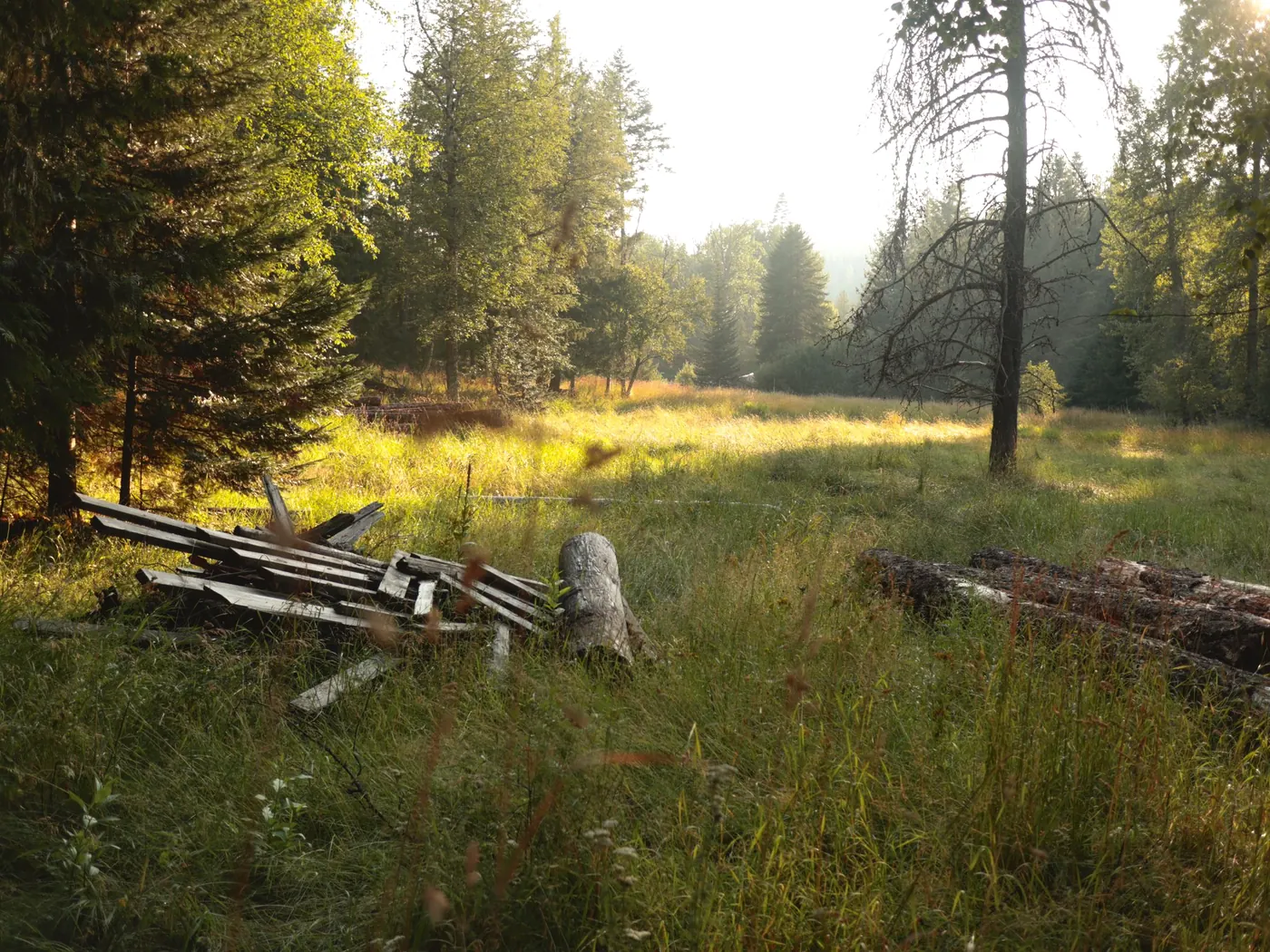 A forest clearing in low sun