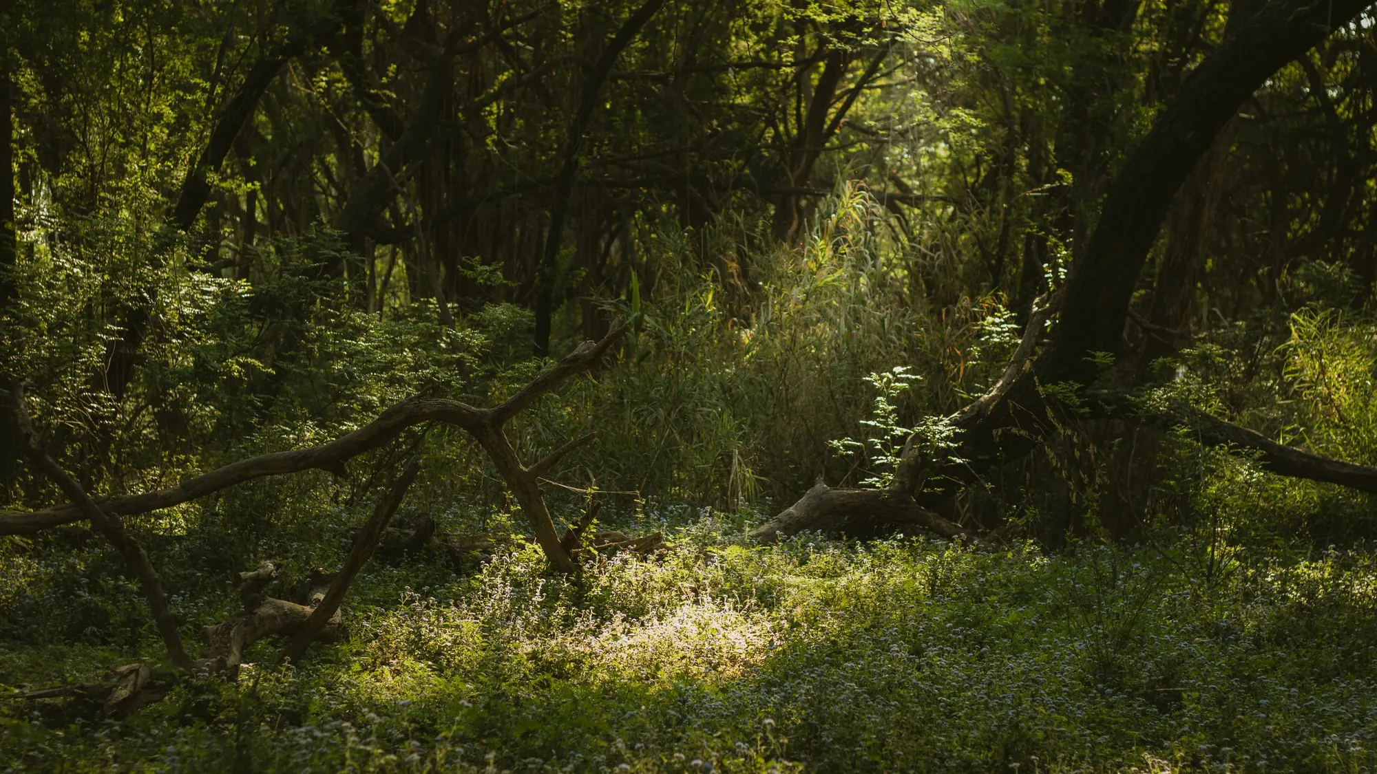 A sunlit woodland clearing with fallen logs at the treeline