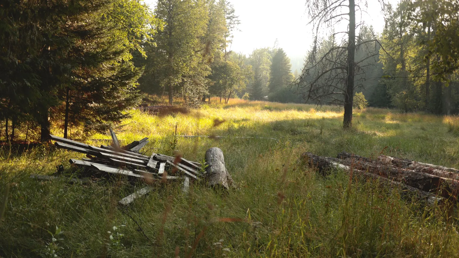 A forest clearing in soft light, empty